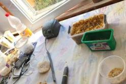 На Ровенщине иностранец организовал подпольный цех по обработке янтаря (фото)