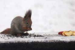 Прогноз погоды на 5 января: в Украине будет тепло и дождливо