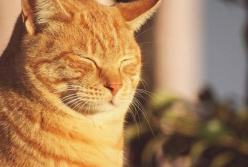 Прогноз погоды на 6 июня: жара до +29 градусов, на Западе и Севере дожди и грозы