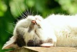 Прогноз погоды на 7 сентября: летнее тепло возвращается