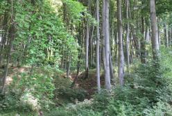 Приголомшливі результати під час війни: "Ліси України" отримали 1,6 мільярда чистого прибутку
