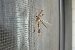 Ученые нашли бактерии, убивающие комаров