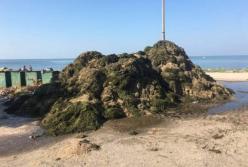 Не только медузы: пляжи Бердянска завалило водорослями (фото)