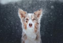 На конкурсе фотографий домашних животных назвали лучшие снимки (фото)