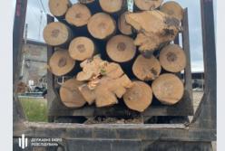 На Львовщине группа лесников незаконно вырубила леса на 2,5 млн (фото)