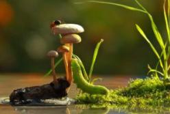 Удивительный мир в макрофотографиях