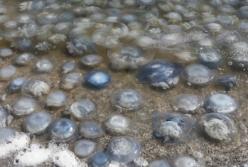 Тысячи медуз снова атакуют курорты Азовского моря (фото)