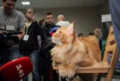 Самый большой в Украине кот и другие