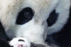 Фотоподборка умилительных панд и их детенышей