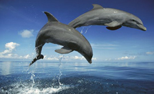 Слоны нервно курят: у дельфинов память лучше!