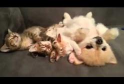 Щенок не шевелится, чтобы не разбудить котят (видео)