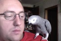 "Чего молчишь?" Умный попугай ведет светскую беседу с хозяином (видео)