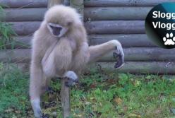 Реакция обезьяны на крысу насмешила Сеть (видео)