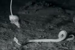 Мышка-ниндзя спаслась от змеи (видео)