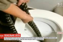 В Австралии питон залез в туалет и укусил женщину за ягодицы (видео)