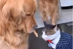 Добрый лабрадор кормит котенка (видео)