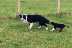 Щенок ухватил  маму за хвост и не хотел отпускать на работу (видео)