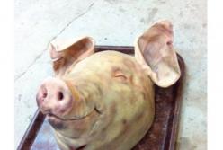 Голову убитой свиньи подбросили под двери Гордону (видео)