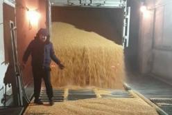 НАБУ предотвратило хищение сотен тонн зерна (видео)