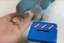 Попугай научился играть в мини-боулинг и копить деньги (видео)