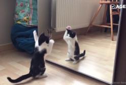 Смешная реакция котиков перед зеркалом (видео)