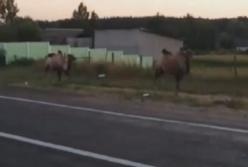 В Харькове верблюды гуляли по улице (видео)