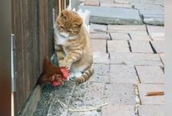 Кошка проучила наглую курицу (видео)