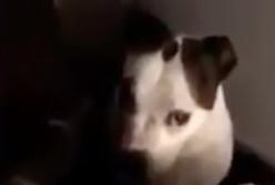 "Не виновата я!" Собака разнесла пол-дома и спряталась в подвал за диван (видео)