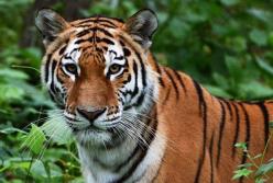 Тигр устроил погоню за байкерами (видео)