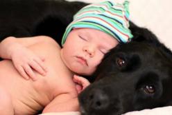 Собака нежно укрывает младенца одеялом: невероятные кадры (видео)
