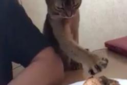 Хитрая кошка подлизывается к своему хозяину: " Я люблю тебя и эту курочку тоже!" (видео)