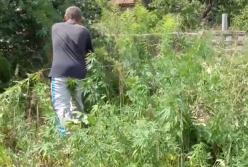 В Киеве мужчина вырастил 400 кустов конопли на своем дачном участке (видео)