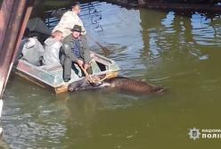 В Чернобыльской зоне лося спасли из водной ловушки (видео)