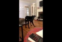Сеть покорил пес, который наконец-то поймал свой хвост (видео)