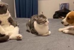 Коты, сидящие на диване, не заметили назойливого пса (видео)