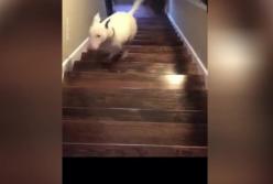 Пес напугал хозяйку внезапным паркуром (видео)