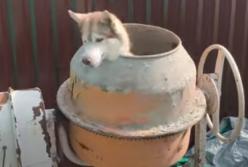 Собака каталась в бетономешалке (видео)