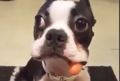 У хитрого пса изо рта вывалилась украденная сарделька (видео)