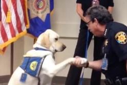 ​Собаки, которые служат в полиции: вы будете удивлены (видео)