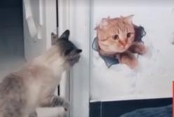 Котенок страшно испугался наклейки на двери (видео)