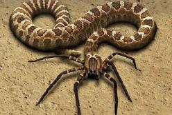 10 самых ненормальных животных (видео)