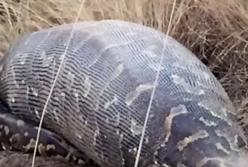 Мужчину проглотила змея: реальная история (видео)