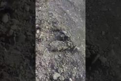 Нашествие цыплят в Грузии: вылупились из выброшенных яиц (видео)