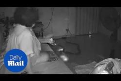 Кошмар наяву: питон пробрался в спальню бабушки (видео)