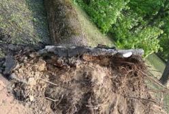 В Чернигове ураган валил деревья на автомобили (видео)