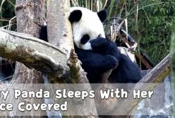 Застенчивая панда умилила своим забавным поведением (видео)