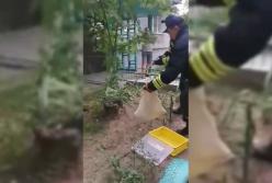 В Днепре во дворе многоэтажки обнаружили полутораметровую змею (видео)