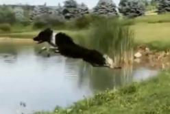 Пес, который обожает купаться стал звездой Интернета (видео)