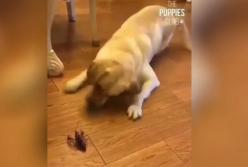 Забавная реакция пса на рака развеселила соцсети (видео)