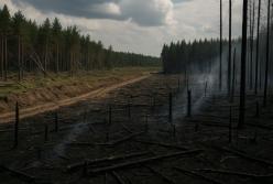 Чому зникають українські ліси? Як війна змінила довкілля